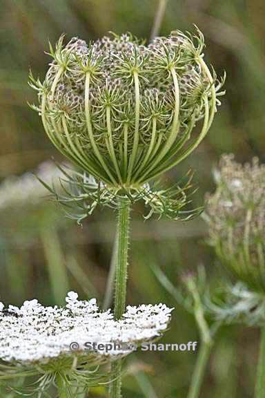 daucus carota 2 graphic